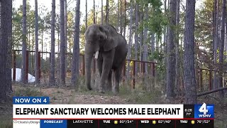 Elephant Sanctuary welcomes male elephant [upl. by Fabian]