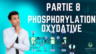 Phosphorylation oxydative partie 8 [upl. by Aceber]