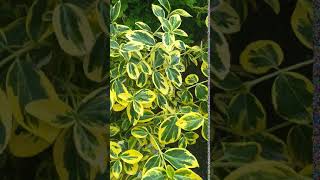 Euonymus Gold Splash [upl. by Edmea]