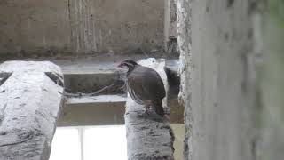 Redlegged Partridge in the Rafters [upl. by Nyrahtak]