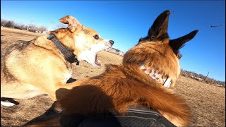 Belgian Malinois Begins Showing Dominant Behavior At Dog Park [upl. by Cod]