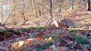 Coyote and red fox at Quonquont Far Whately MA [upl. by Ahsimal123]