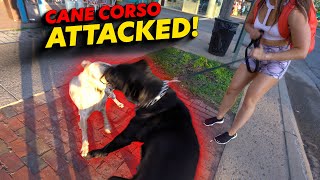 Cane Corso Attack [upl. by Mchenry]