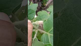 Solanum melongena brinjal flower short [upl. by Jacynth]