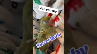 Dad being dad talkingparrot talkingbird cuteanimals funnyanimals babyanimals rainbowbaby dad [upl. by Wettam713]