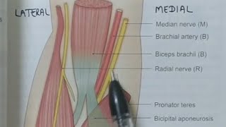 CUBITAL FOSSANOTESBDCHAURASIAUPPER LIMB ANATOMY [upl. by Pool908]