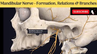 Mandibular Nerve  Formation  Course  Relations  Branches Anatomy mbbs education [upl. by Chariot]