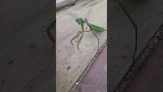 La Mantis Religiosa [upl. by Yeliah3]