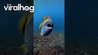 Titan Triggerfish Protects Its Nest  ViralHog [upl. by Ofloda]