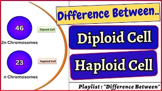 Difference between Diploid Cell and Haploid Cell Diploid haploid cell cells biology bivkedar [upl. by Isidore948]