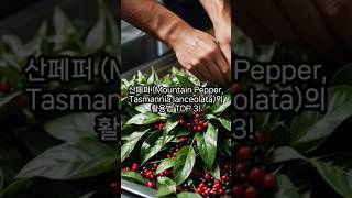 산페퍼 Mountain Pepper Tasmannia lanceolata의 활용법 TOP 3 [upl. by Chenay]