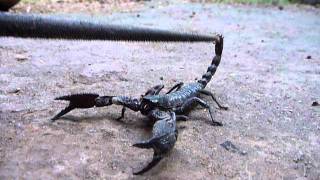 Sri Lankaශ්‍රී ලංකාCeylonScorpion Surprised Heterometrus SwammerdamiCloseUp [upl. by Enorahs]