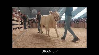 URANIE P génisse charolaise Charolais Univers vendue au sommet de lélevage 2023 [upl. by Ysied]