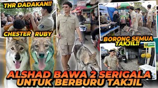 ALSHAD BAWA SERIGALA UNTUK BERBURU TAKJIL  SEMUA ORANG PADA KETAKUTAN [upl. by Atilek840]