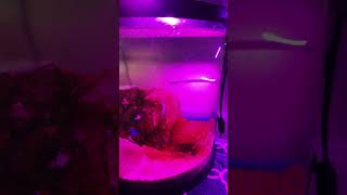 Saltwater Coldwater pico tank ecosphere thriving music song ecosphere reeftank coldwater [upl. by Toni]