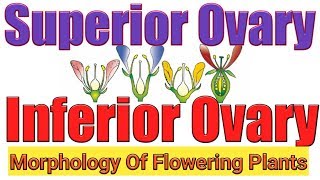 Superior and inferior ovarytrick for hypogynous and epigynous flowerMorphology flowering plants [upl. by Tally]