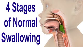 The 4 Stages of Swallowing Biomechanics amp Bolus Movement [upl. by Hardie]