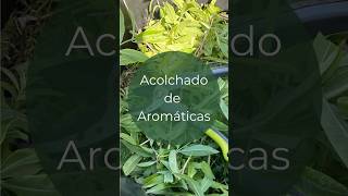 El mejor acolchado orgánico podas de aromáticas [upl. by Assirialc]