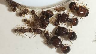 acanthomyrmex thailandensis [upl. by Belle]