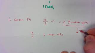 ATP energy from fatty acid metabolism [upl. by Inol]