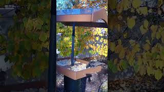 Woodpecker Starling and Blue Jay at supper time [upl. by Libove71]