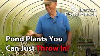 Pond Plants You Can Just Throw Into Your Pond [upl. by Marlon]