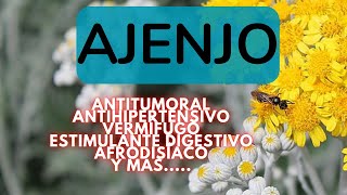 ¿ Para que sirve el AJENJO 💚 10 usos medicinales del AJENJO  plantas medicinales [upl. by Notsla341]