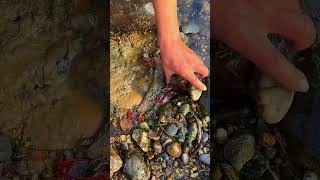 Crabs always hide under rocks 螃蟹總是藏在石頭底下 rurallife outdoors fishfood fishtrip Xiaomei fish [upl. by Nwahsram]