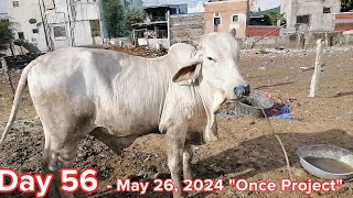 ONCE PROJECT  PART 9  Day 56 120 days cow feeding [upl. by Enisaj]