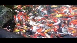 Pond Overpopulated with Koi [upl. by Schreck]