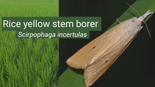 Rice yellow stem borer  Trichogramma  Biological control  Insect pests control insects [upl. by Eatnahc196]