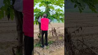 khet wale a gaye 🫣😱🥹😭 viral trending 🔥🔥 shorts video [upl. by Laehcor]