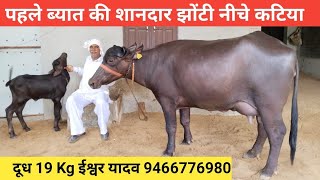 1st Timer Top BuffaloRudra choudhary dairy farm sidak dairy farm pashupalak manchDairy farm cow [upl. by Burd835]