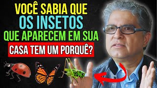 Você sabia que os INSETOS que aparecem em sua casa têm significado 🐞🦋 [upl. by Corine]