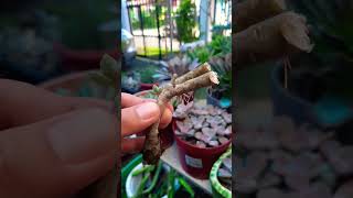 Succulent plant succulents plants cactus propagation homegarden tips care [upl. by Anitnemelc915]