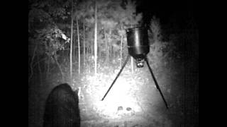 Bear on the Arkansas Homestead  Trail Camera Footage [upl. by Adnoel]