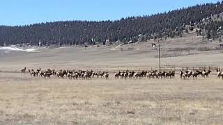 GOT ELK ¿¿¿ WE DO  FAIRPLAY COLORADO PRING 2024 [upl. by Alejandra]