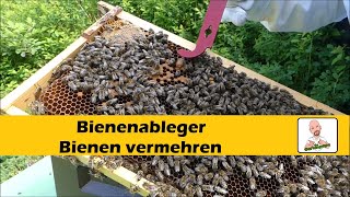 Wie macht man ein Ableger von Bienen [upl. by Asyram]