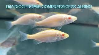 Dimidiochromis compressiceps ALBINO [upl. by Tihw]