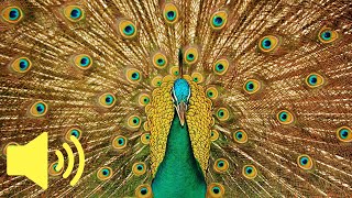 What does a Peacock sound like Amazing Bird Sounds  Animal Sounds [upl. by Cormac]