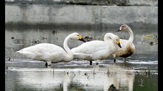 Tundra Swan 小天鵝 [upl. by Lemrahs]