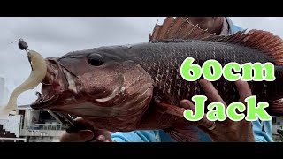 60cm MANGROVE JACK from Kayak Gold Coast [upl. by Curnin]