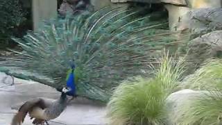 Attempted Mating Peahen Flies Away [upl. by Hayse489]