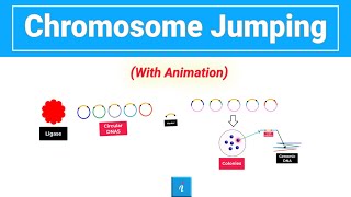 Chromosome Jumping Animation [upl. by Twyla]