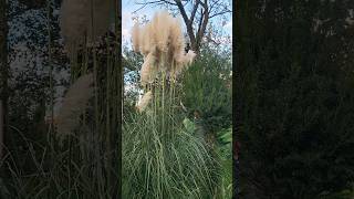 Pampas grass feathery stems pampasgrass ornamentalgrass featherygrass [upl. by Bor]