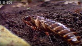 Driver Ants Vs Red Ants  Ant Attack  BBC [upl. by Raclima]