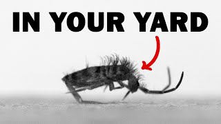 The Extremely Fast Animals in Your Yard  Springtails [upl. by Ellemac]