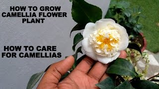 How to Grow Camellia Flower Plant Care and Tips [upl. by Loutitia]