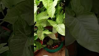 Epsom Salt Mgso4 Benefits epsomsalt fruiting gardening youtubeshorts plants [upl. by Tandy]