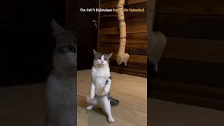 The Cats Ridiculous Daily Life Unleashed [upl. by Bowe]